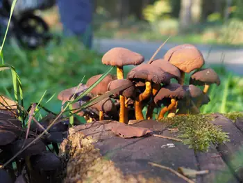 Vagevuurbos an Lippensgoed-Bulskampveld (Belgium)